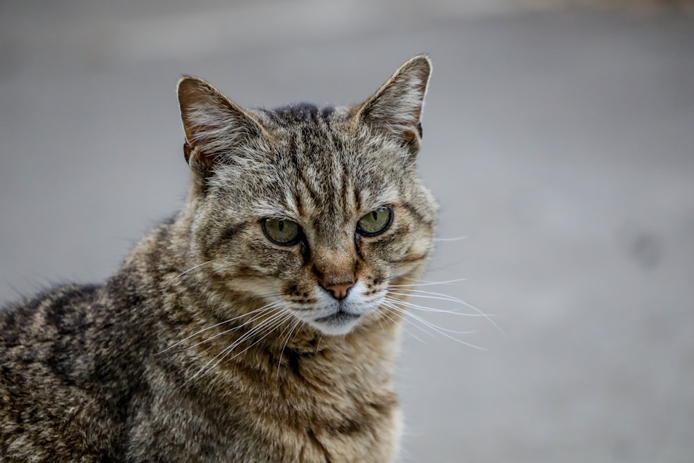 selective focus photography of brown and black tabby cat
