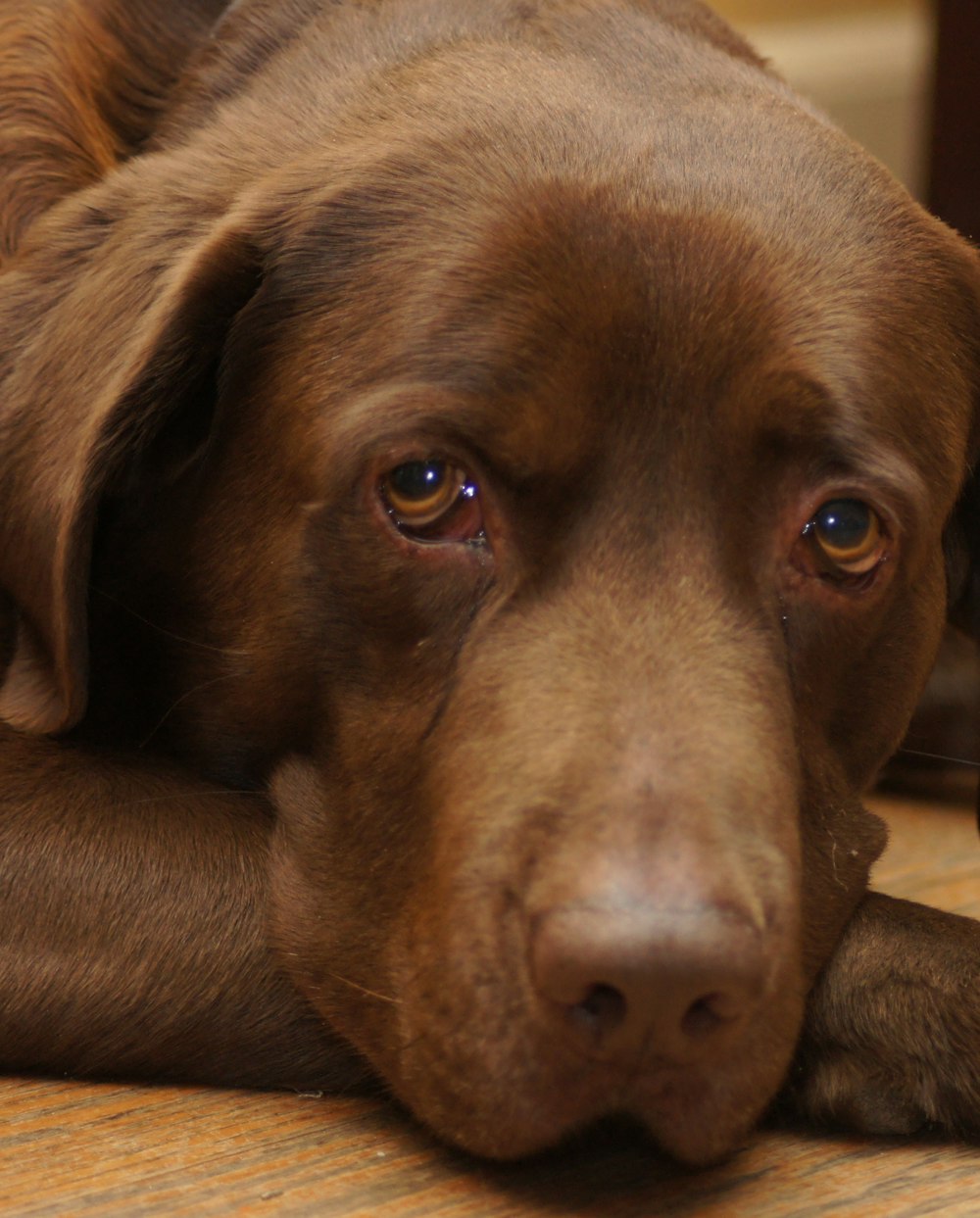 short-coated brown dog