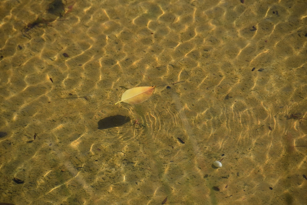 green leaf on body of water