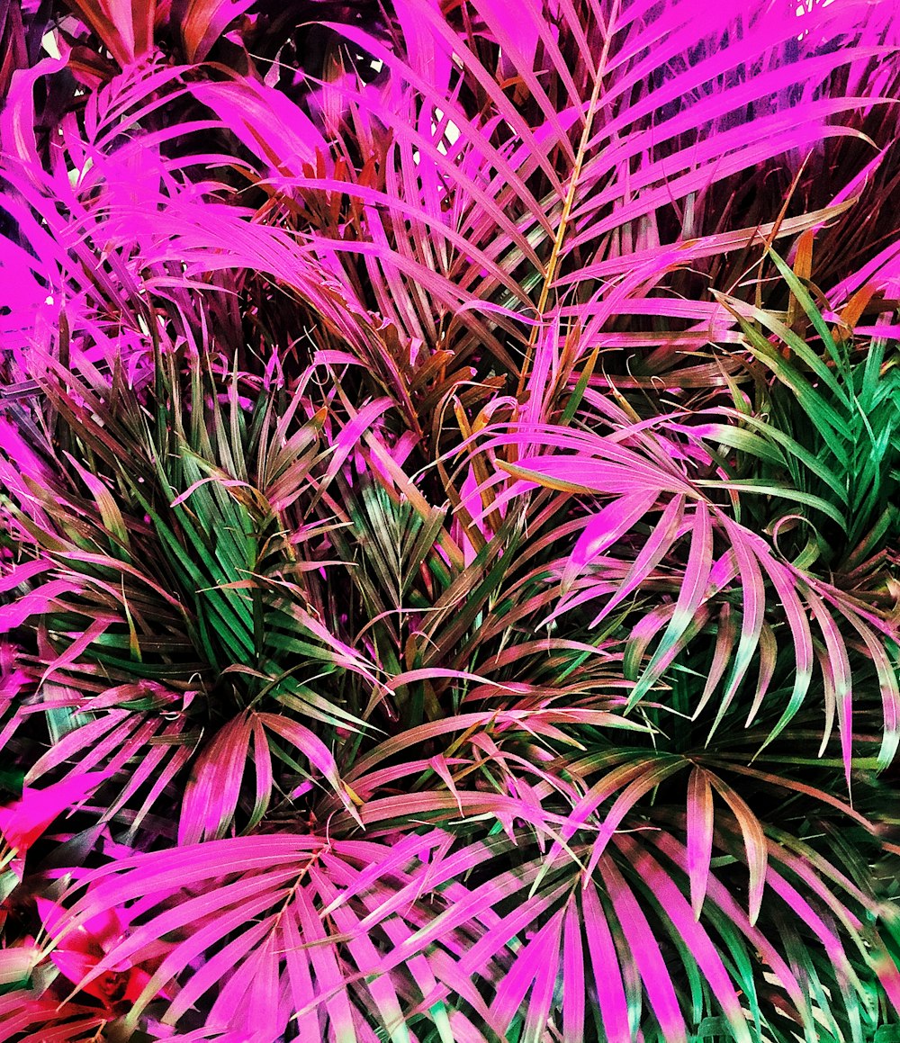 purple and green palm plants