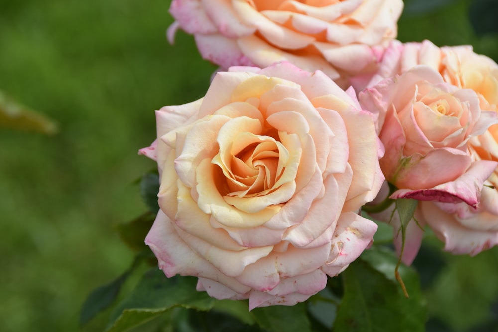 three pink roses