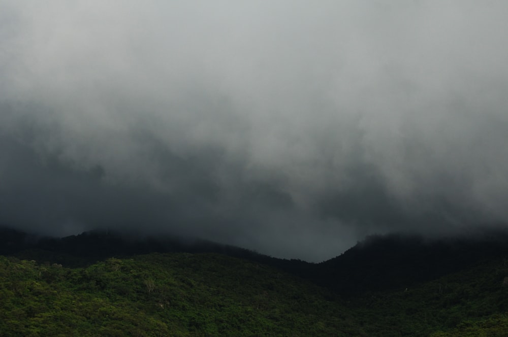 mountain with trees