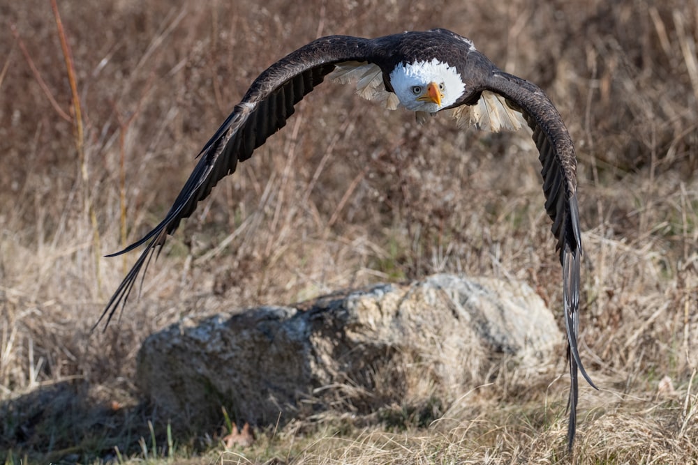 Águila calva