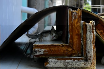 A small cat is resting within a makeshift shelter formed by large pieces of rusted metal and wood. The cat peeks out from the shadows, surrounded by industrial debris, under a curved sheet that provides cover.