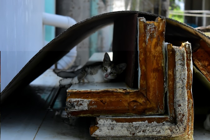 A small cat is resting within a makeshift shelter formed by large pieces of rusted metal and wood. The cat peeks out from the shadows, surrounded by industrial debris, under a curved sheet that provides cover.