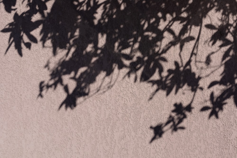 wall with tree shadow