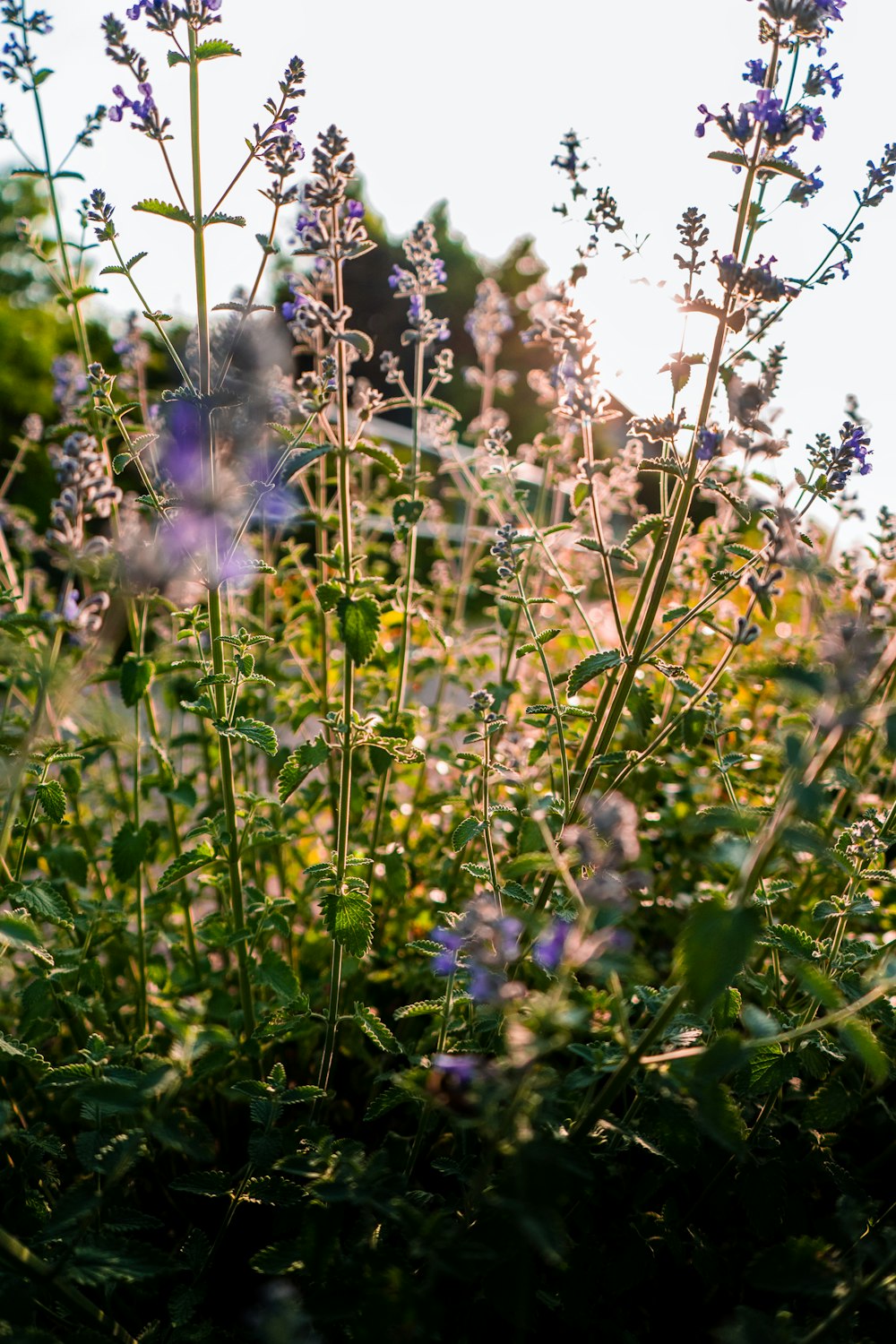 a bunch of flowers that are in the grass