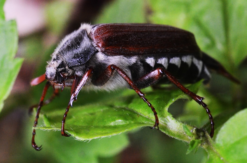 brown beetle