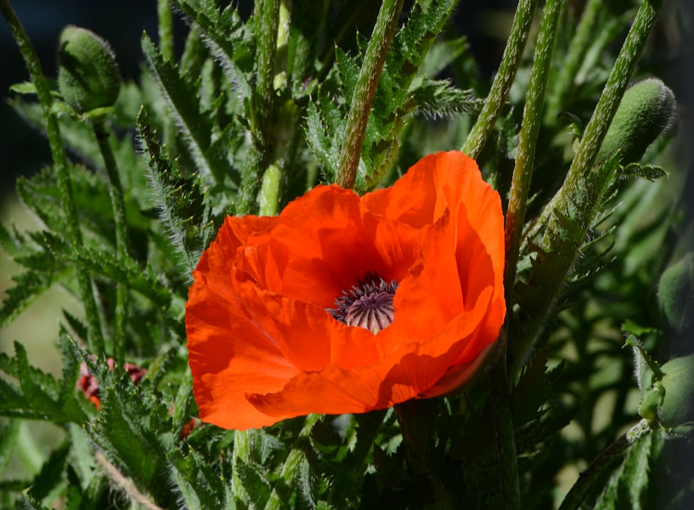 orange-petaled flower