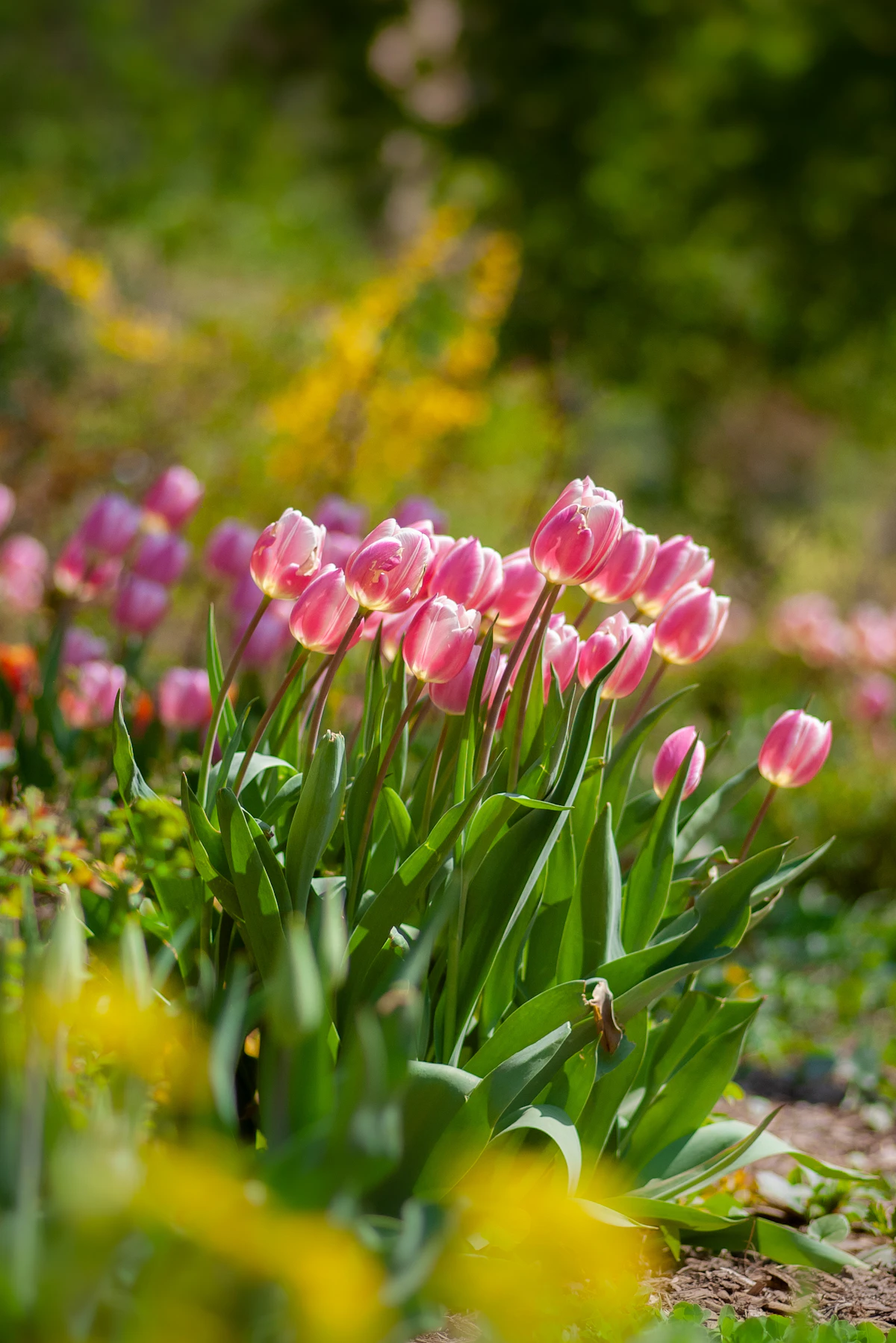 Colorful spring garden with tulips and daffodils