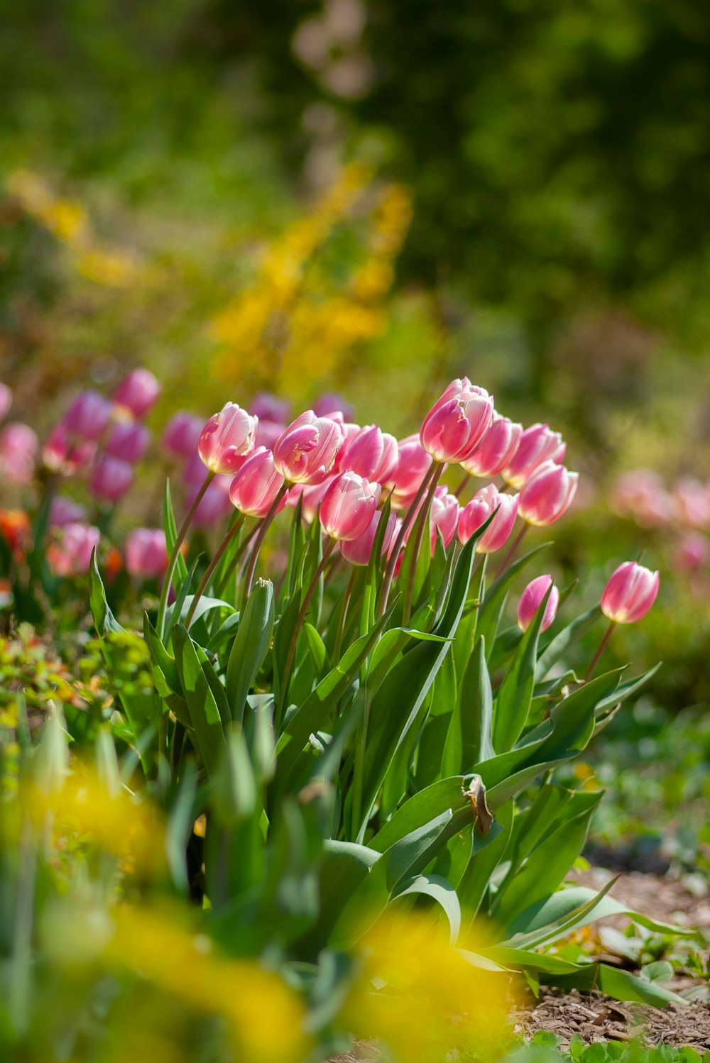 plantas de flor de tulipa cor-de-rosa