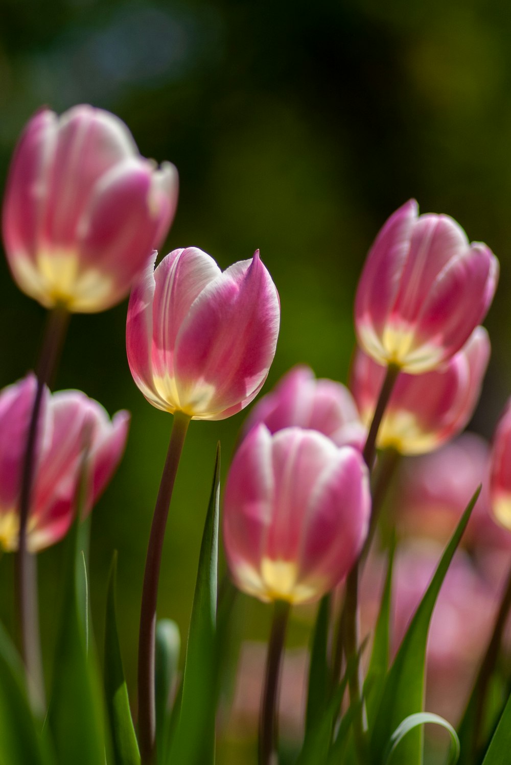 Fotografia de foco raso de tulipas roxas