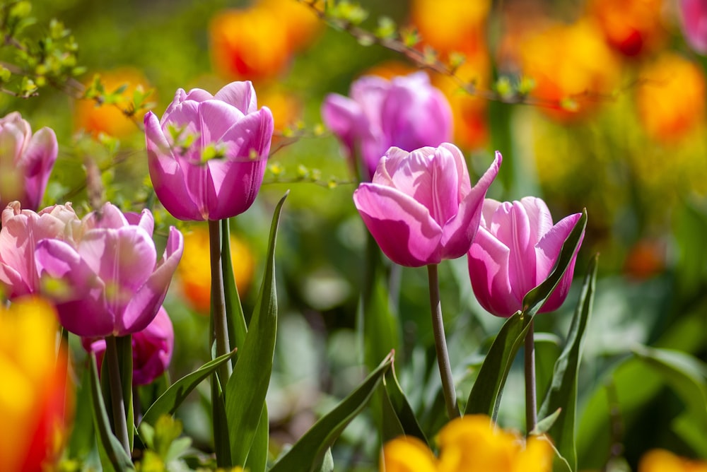 pink tulips in bloom
