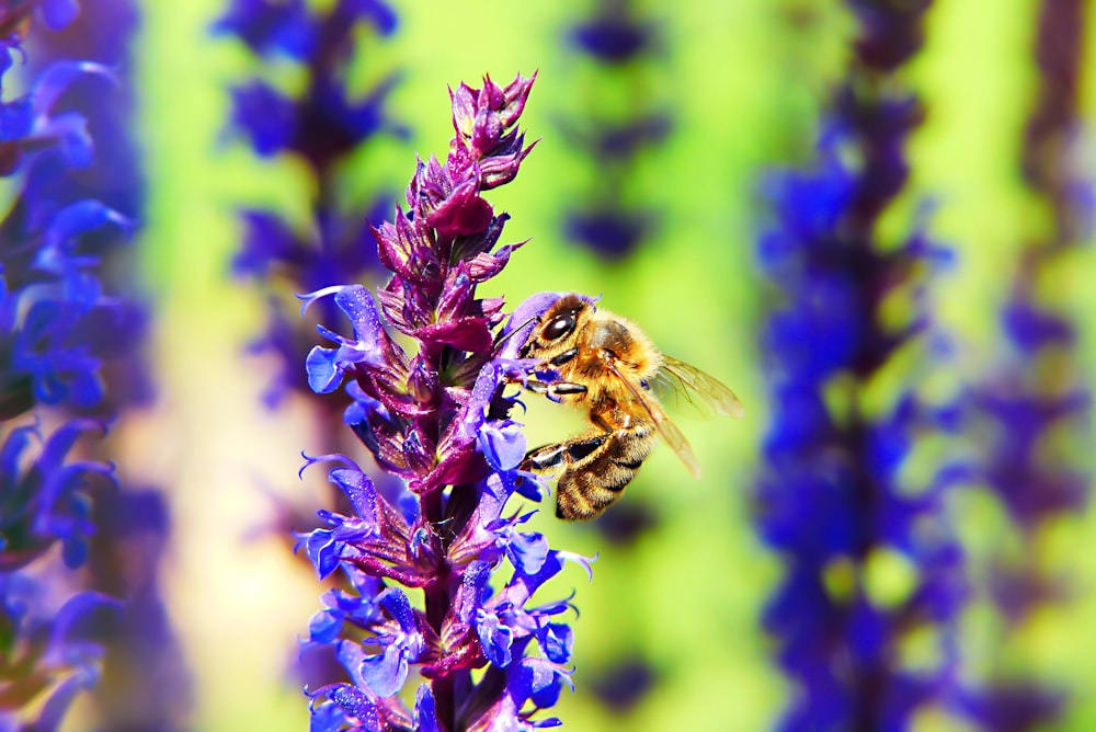 honeybee pollinating on floor