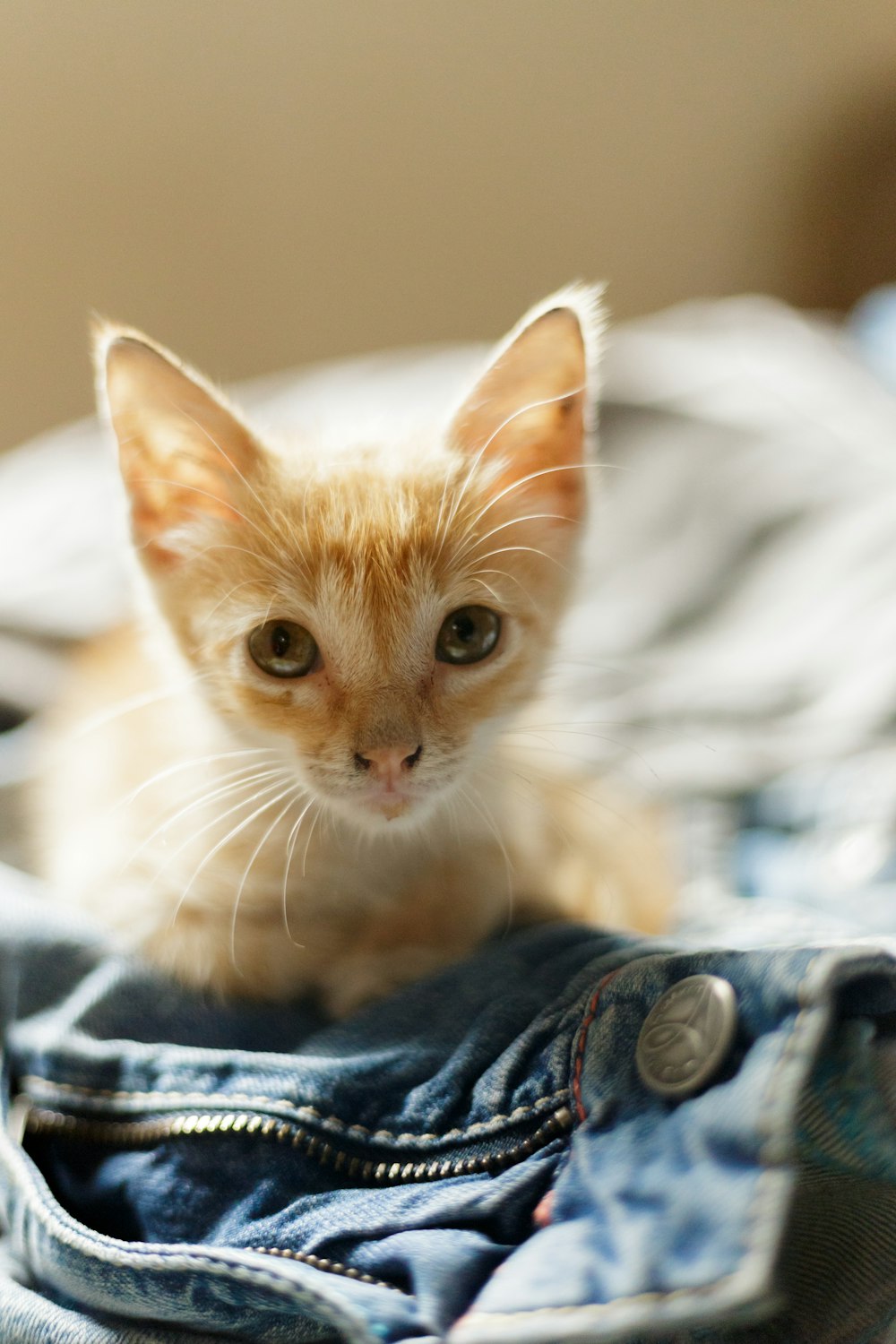 orange tabby kitten on top of blue denim textile