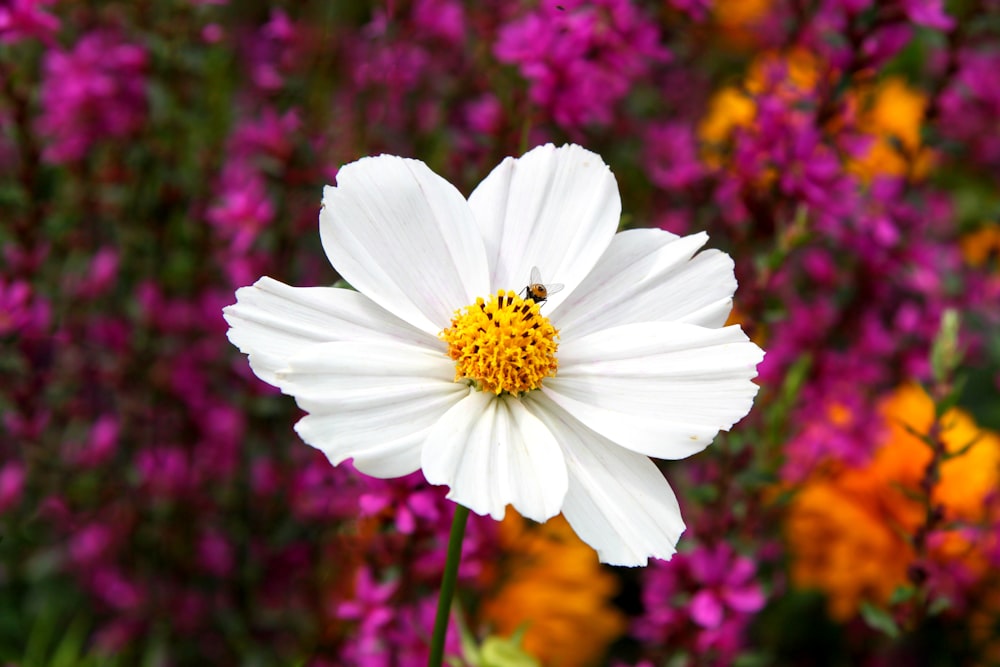 white petaled flower