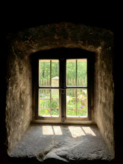 Bright wooden window frame with clear glass reflecting a sunny garden.