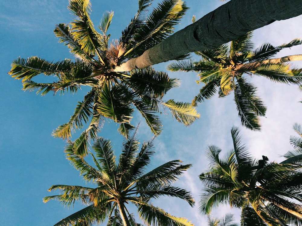 high-angle photography of coconut trees during daytime