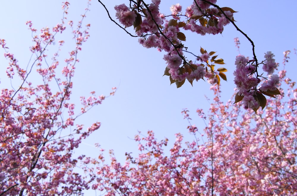 purple tree