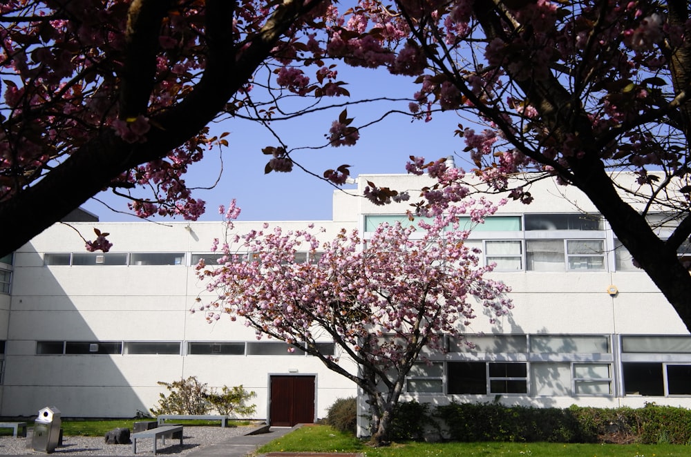 cherry blossom tree beside house