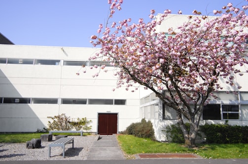 A modern white building with long narrow windows and a dark red door is flanked by a blooming cherry blossom tree on a grassy lawn. A bench and some stone decorations sit on a gravel area in front of the building. The scene is well-lit with clear skies.
