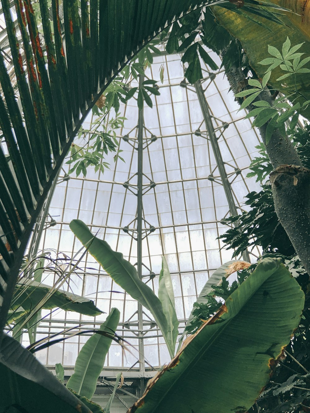 low-angle photography of plants in building