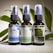 Three brown glass bottles with spray nozzles stand in a row, each labeled with various details about oral hemp oil tinctures. The labels have different colors: blue, light green, and dark green, indicating variations such as 'Peppermint,' 'Extra Strength,' and possibly another formula. Behind the bottles is a backdrop of green leaves, adding a natural element to the composition.