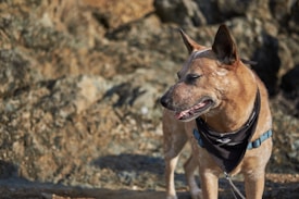 A medium-sized dog with a short brown and white coat stands in front of a rocky background. The dog is wearing a black bandana and a blue harness, and it appears to be looking to the side with its mouth slightly open.
