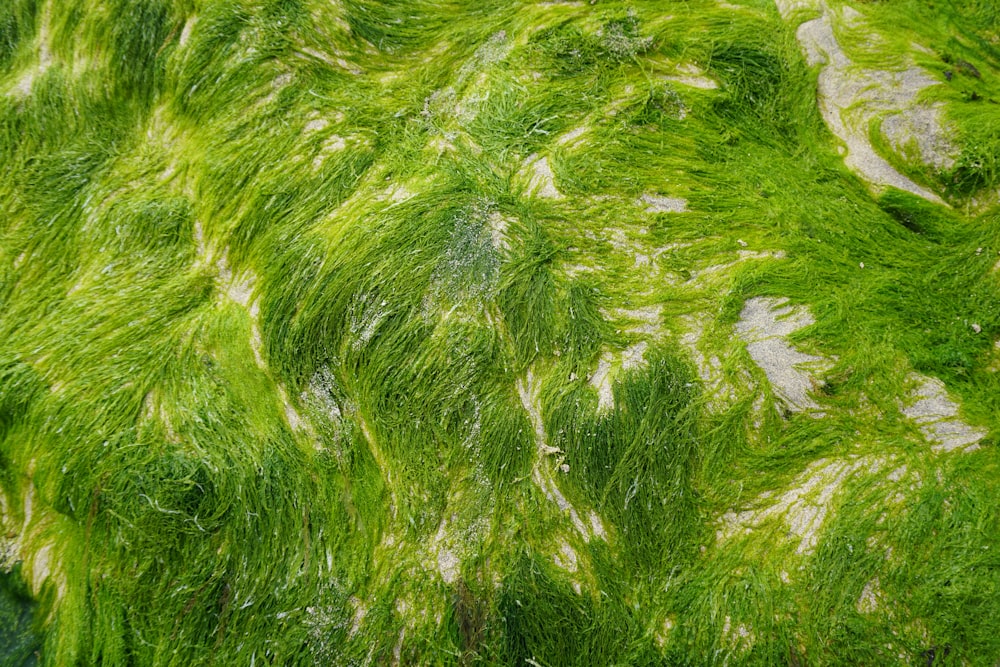 a close up of a green grass field