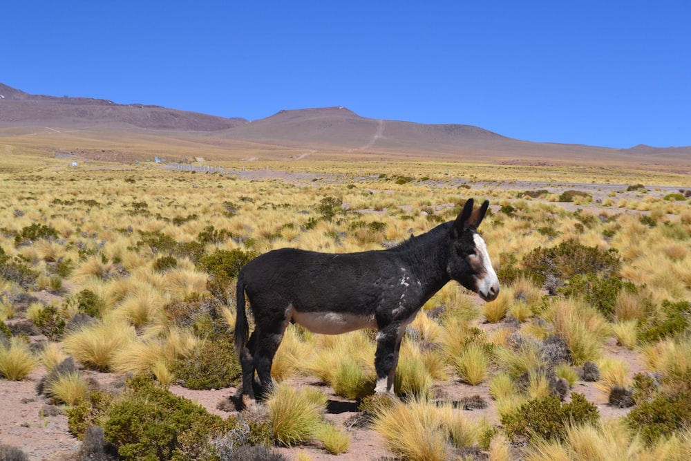 black donkey on grass field during daytime