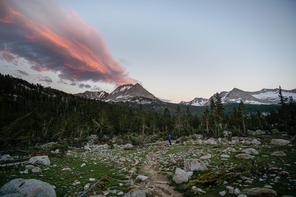 panoramic photography of person walking in forest