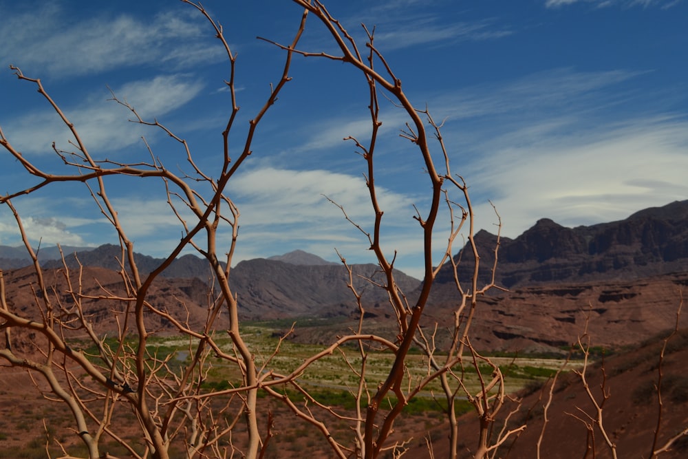 bare tree at daytime