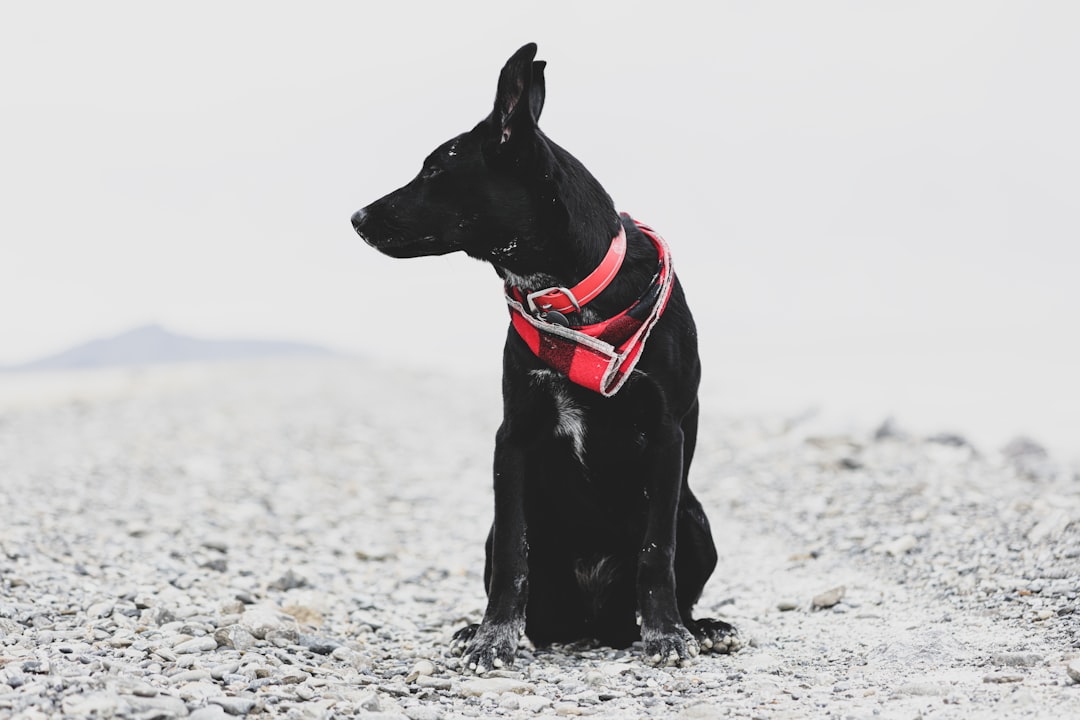 black dog sitting on ground