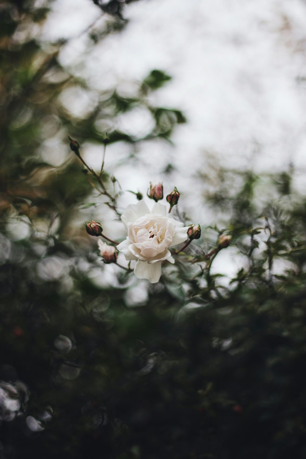 shallow focus photography of white flower during daytime