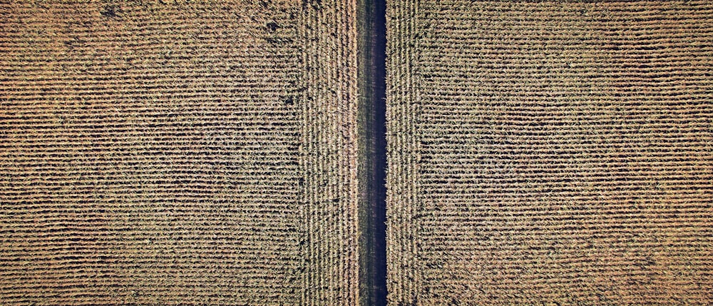 an aerial view of a field with rows of crops