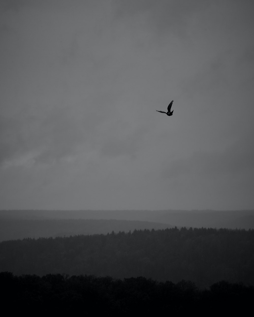 silhouette of bird