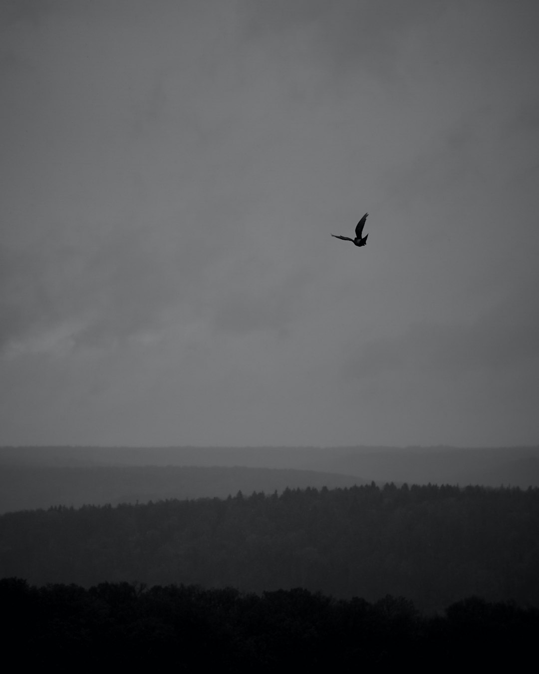 silhouette of bird