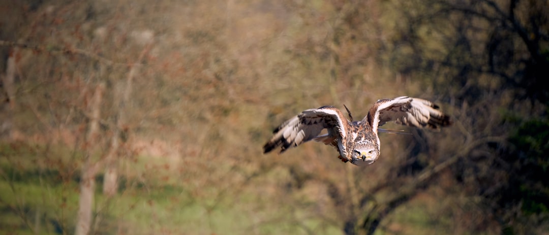 brown and white bird mid air