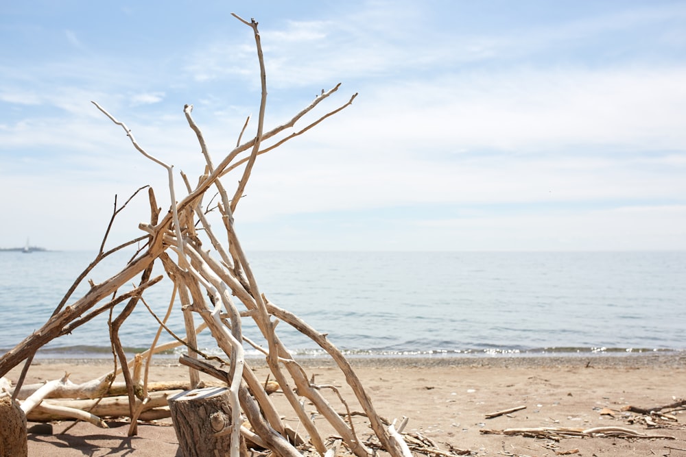 brown driftwood