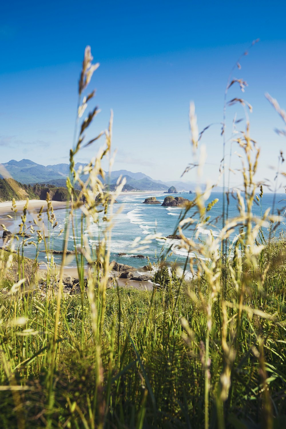 green grass with seashore background