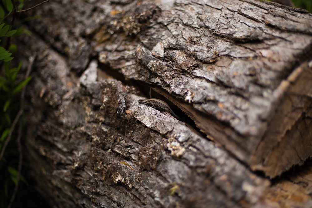 brown log