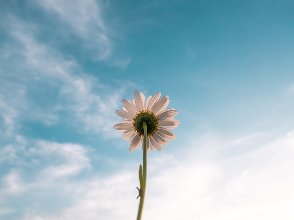 Foto de flor de pétalos blancos