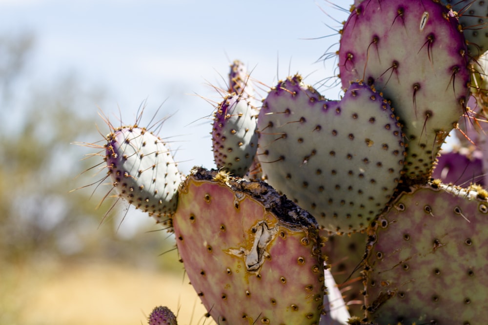 green cactus on selective focus photography