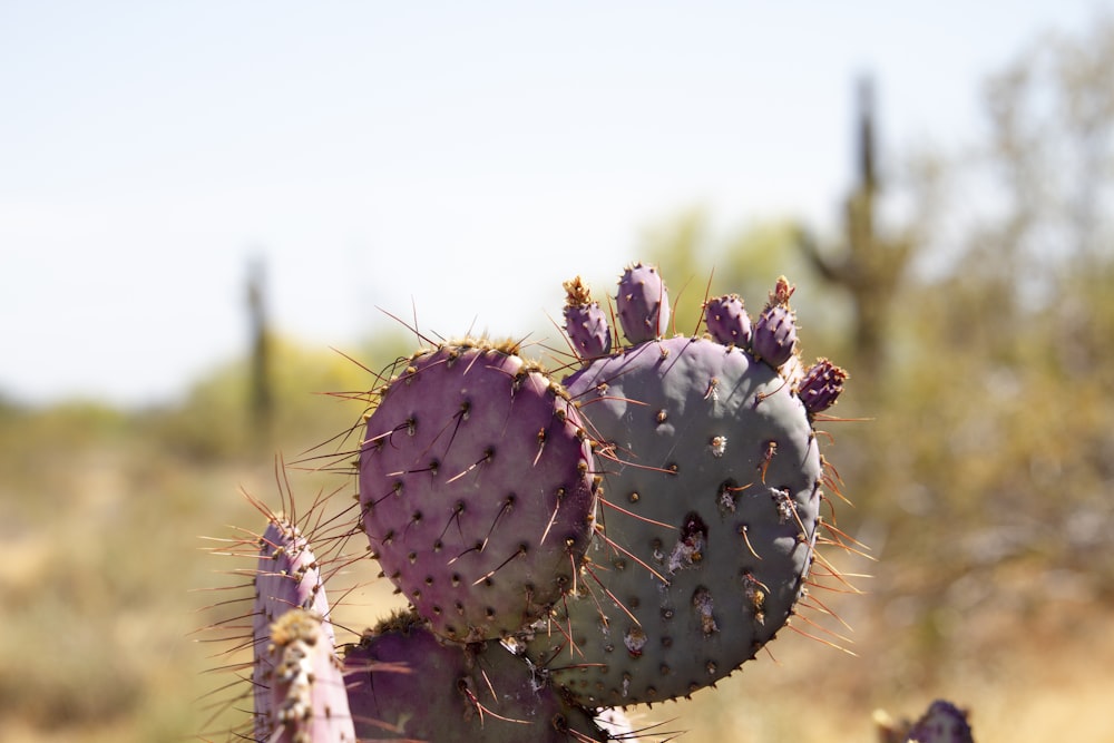 green and purple cactus