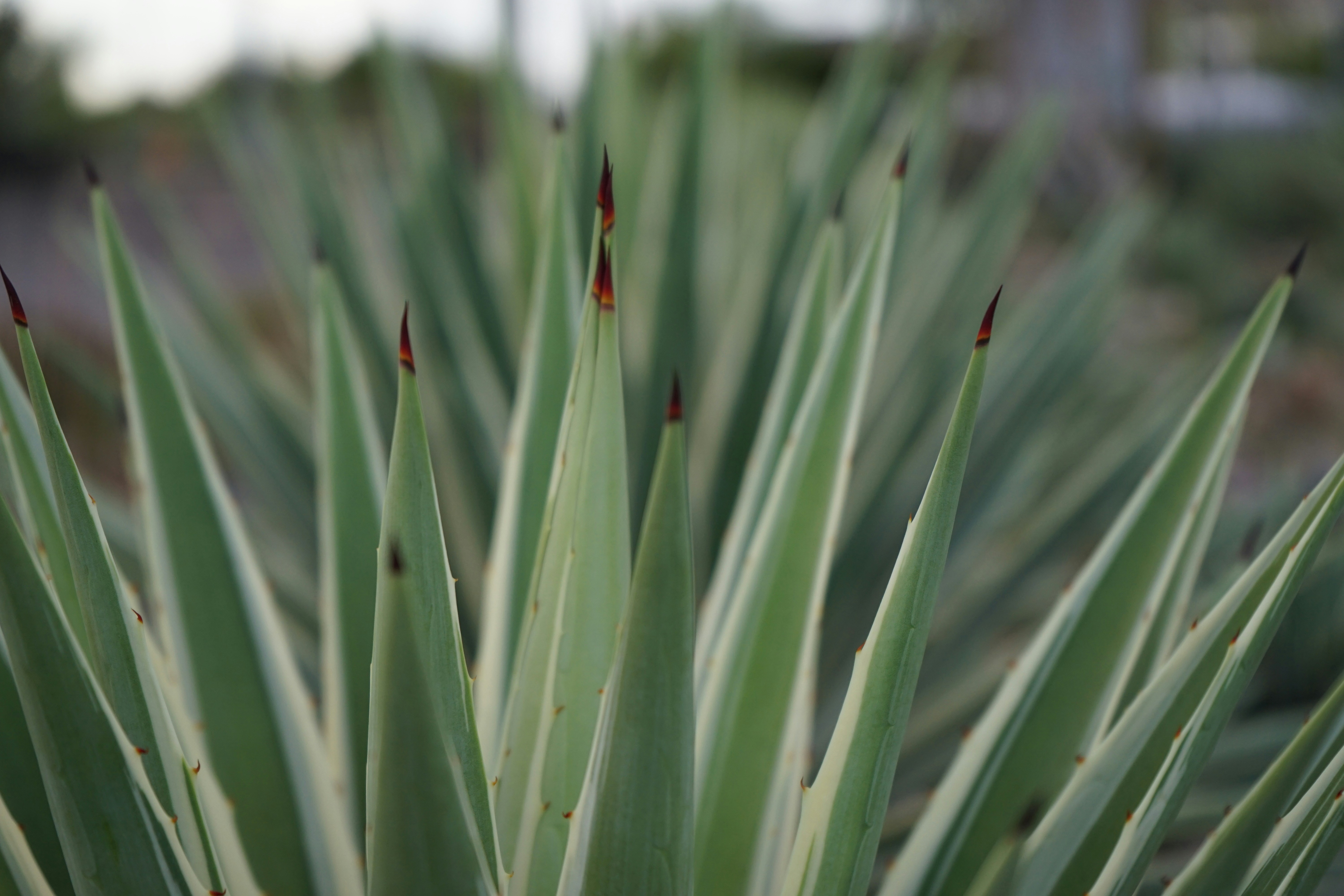 Photo by denisseleon