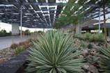 Agave plants are featured prominently in the foreground, surrounded by rocks and gravel landscaping. In the background, there is a modern, open-structured metal canopy, providing shade to the area. Trees are sparsely planted in the gravel, adding greenery to the industrial setting.