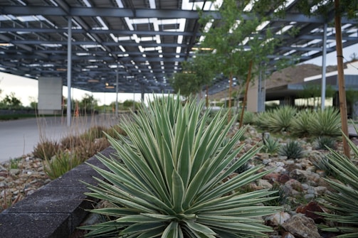 Agave plants are featured prominently in the foreground, surrounded by rocks and gravel landscaping. In the background, there is a modern, open-structured metal canopy, providing shade to the area. Trees are sparsely planted in the gravel, adding greenery to the industrial setting.