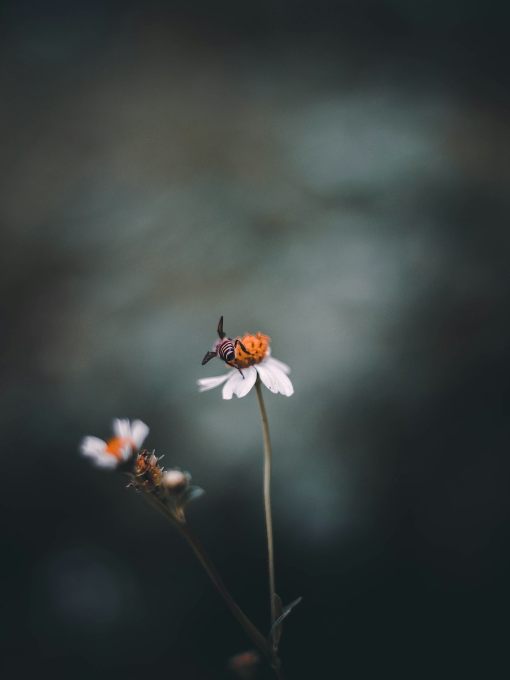 Fotografia di messa a fuoco dell'ape sul fiore dai petali bianchi