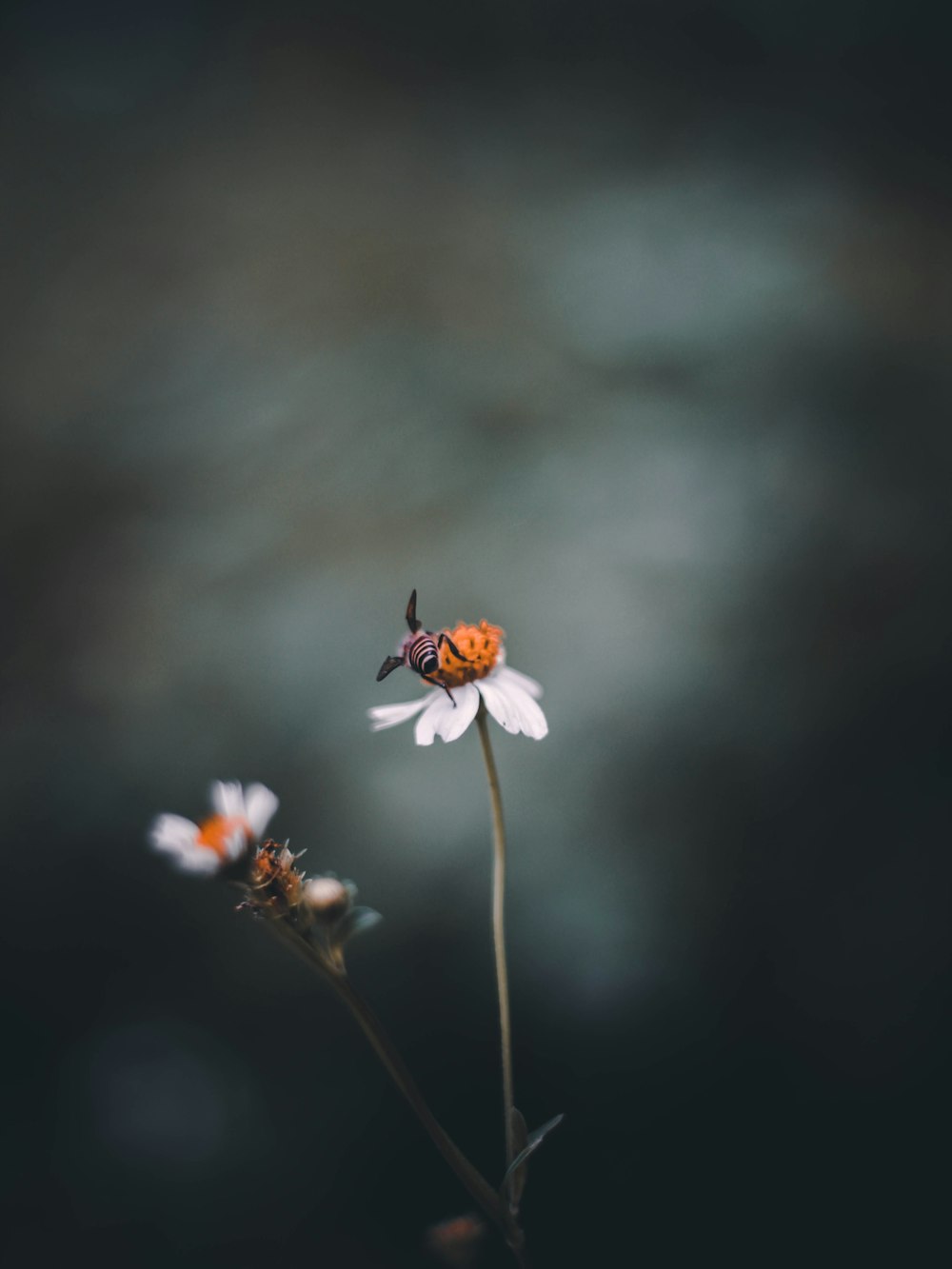 Fokusfotografie der Biene auf weißblättriger Blume