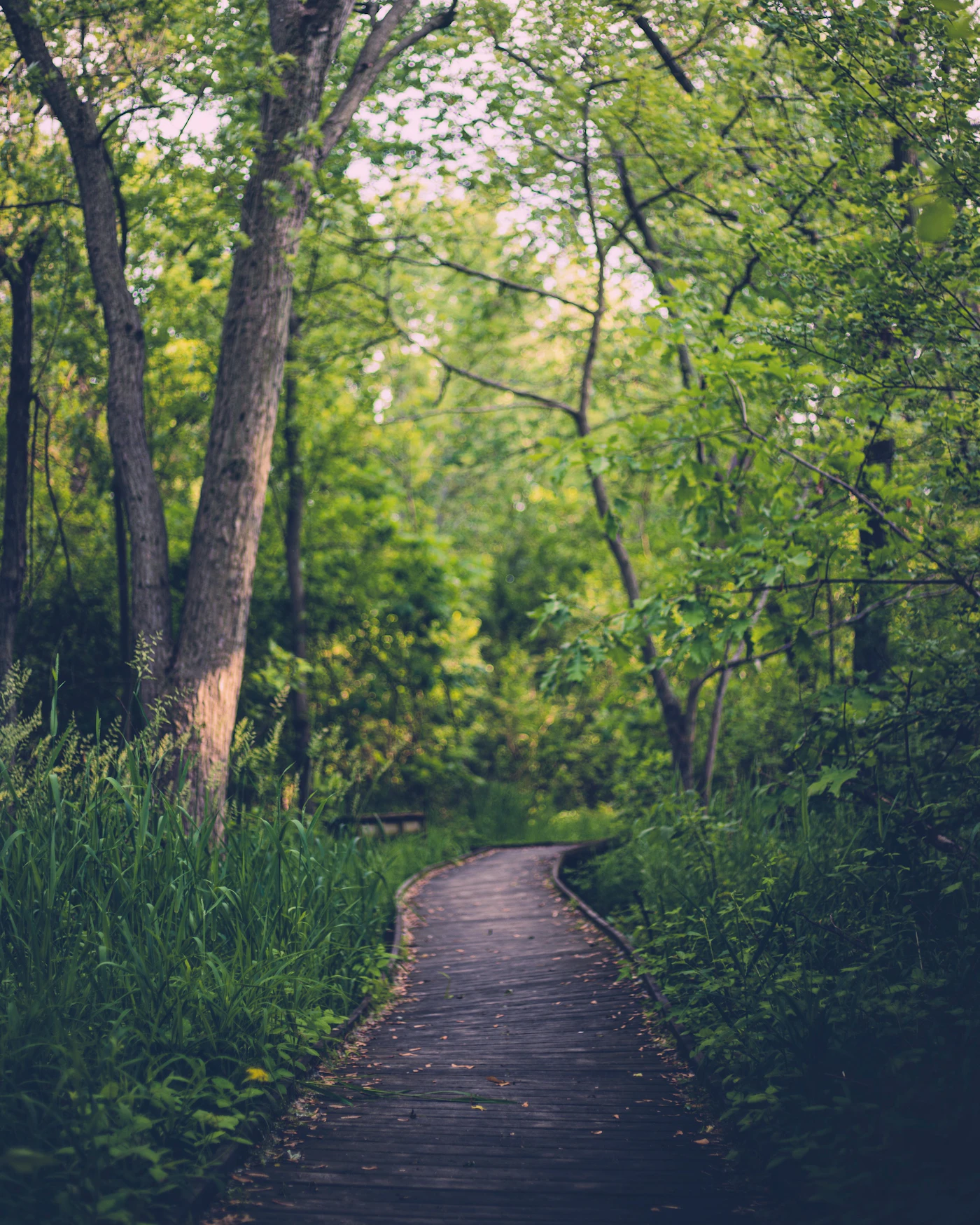 Wooden boardwalk winding through a calm sunlit forest